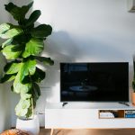 Modern TV placed on white cupboard placed at white wall near potted plant with green leaves in light living room